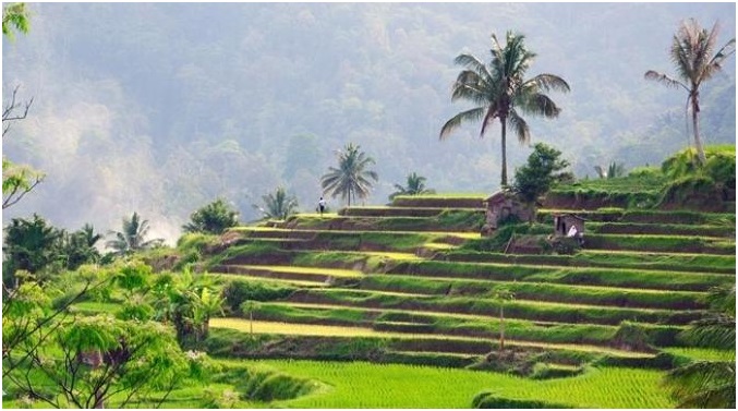 Pemandangan Sawah Desa Tahunan